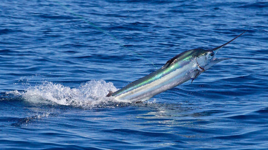 Pat Ford's Vigilance and Ron Hamlin's Sternness Pay Off For a White Marlin Record on Fly